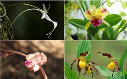 8 loại hoa lan đắt tiền nhất trên thế giới, có cây lên tới hơn 4 tỷ đồng