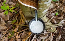 Xuất khẩu cao su năm 2020 tăng phần lớn nhờ thị trường Trung Quốc, triển vọng 2021 thế nào?