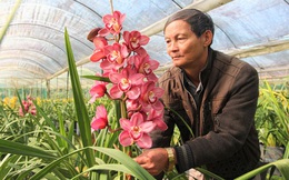 Hoa Trung Quốc gắn mác hoa Tết Đà Lạt
