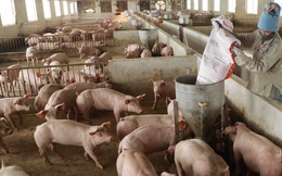 Giá lợn hơi chạm đáy, thịt lợn ở chợ và siêu thị vẫn "đứng im"