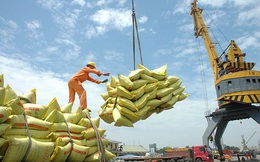 Giá gạo xuất khẩu của Việt Nam tăng mạnh trở lại, vượt gạo Thái Lan