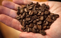 Vì sao giá cà phê sẽ tăng cao trong dài hạn?