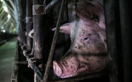 'Lợn quay đầu': Quy định mới khiến người nghèo Mỹ khóc ròng trong bối cảnh giá thịt heo cao nhất 40 năm qua