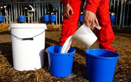 Nông dân Anh đổ đi hàng chục nghìn lít sữa vì thiếu tài xế xe tải