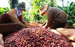 Giá cà phê lên đỉnh 10 năm lại ở thế "một mình một chợ" giai đoạn này, cơ hội nào cho xuất khẩu cà phê Việt Nam?