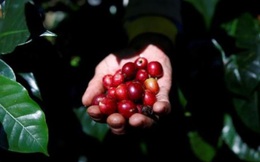 Giá cà phê đã cao nhất 10 năm và vẫn có thể tăng tiếp do nguồn cung cạn kiệt