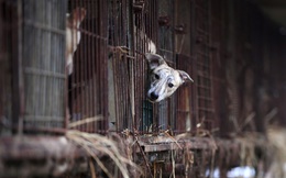 Hàn Quốc gây tranh cãi khi tuyên bố lấp lửng về việc "cấm thịt chó"