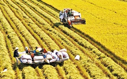 Nông nghiệp Việt Nam phải tăng trưởng hơn 10%/năm để bắt kịp các nước