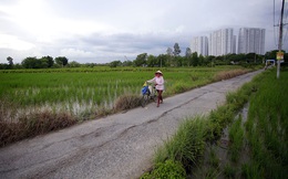 Hơn 900ha đất trồng lúa tại Tp.HCM cần chuyển mục đích sử dụng