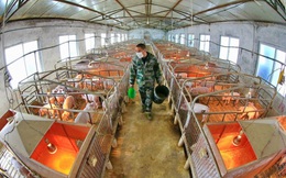 Trung Quốc công bố bước đột phá mới nhằm tách rời Mỹ: Sản xuất thức ăn chăn nuôi bằng... khí thải