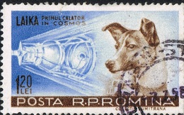 Laika – chú chó đầu tiên bay vào vũ trụ: Cái kết “đã định trước” và hành trình lịch sử dài 103 phút khiến thế giới quặn đau mỗi khi nhớ lại