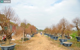 Dân làng Nhật Tân chi hàng tỷ đồng trồng đào Tết, nơm nớp lo thua lỗ