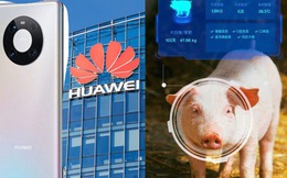 Smartphone bết bát, Huawei chuyển hướng… nuôi lợn bằng AI