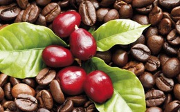 Giá cà phê tăng mạnh, chỉ 2 phiên thêm gần 100 USD/tấn