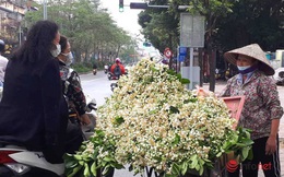 Hoa bưởi đầu mùa giá 'chát', chủ sạp bỏ quả bán hàng chục cân hoa, thu tiền triệu mỗi ngày