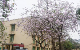 Ở Hà Nội có 1 trường đại học đẹp nhất vào mùa xuân, hoa ban nở rực khắp trời, nhưng muốn ghi danh phải xác định điểm đầu vào cao ngất ngưởng