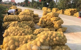 Khoai tây được mùa được giá, nông dân Nghệ An phấn khởi thu hoạch