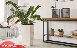 Những cây phong thuỷ "trợ lực" giúp 12 con giáp làm ăn phát tài phát lộc, tiền vào như nước