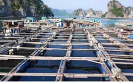 Ngao hai cùi ở Quảng Ninh rớt giá khiến người nuôi lao đao