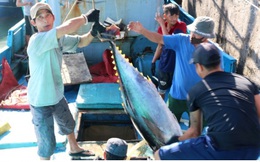 Sản lượng cá ngừ đại dương sụt giảm