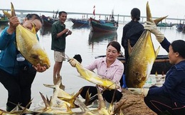 Trúng đậm mẻ cá chim vàng, ngư dân thu hơn nửa tỷ đồng