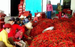 Trung Quốc không cấm nhập khẩu ớt của Việt Nam