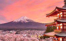 Hoa anh đào Nhật Bản bung nở đẹp mỹ mãn lần đầu tiên trong suốt 1200 năm, nhưng ẩn sau đó là một thảm họa đáng sợ