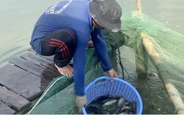 Nông dân nuôi cá sặc rằn tại Hậu Giang thua lỗ nặng