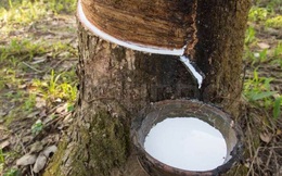 Xuất khẩu cao su tăng gần gấp đôi, dự báo sẽ còn tăng tiếp