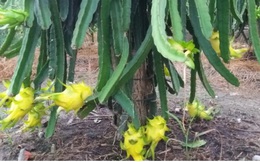 Trồng thanh long vỏ vàng xuất khẩu mạnh, thu lãi cao