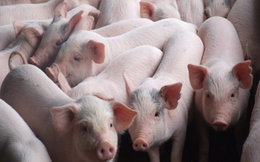 Xuất khẩu lợn sang Campuchia cần đáp ứng đầy đủ yêu cầu kiểm dịch