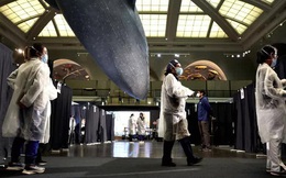 Cảnh báo "cái kết đắng" khi du lịch tiêm vắc-xin Covid-19 ở nước ngoài