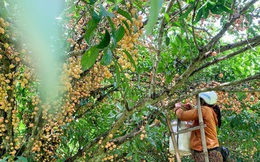 Mùa dâu da chi chít từ gốc đến ngọn, nông dân thu tiền triệu mỗi vụ