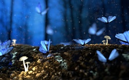 Hiệu ứng cánh bướm: Thiếu 0,25 điểm thi làm thay đổi một đời người, tài xế đi nhầm đường dẫn đến đại chiến thế giới?