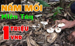 Việt Nam có loại nấm chỉ mọc hoang trong đúng 3 tháng, muốn hái không phải chuyện dễ nên giá bán lên tới cả triệu đồng 1 ký?