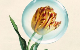 Cơn Sốt Hoa Tulip: Từ Cơn Sốt Hoa Tulip Đến Sự Bùng Nổ Của Cổ Phiếu  Internet: Diễn Biến Thị Trường Hiện Có Điểm Gì Tương Đồng So Với Những Quả  Bong