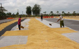 Xuất khẩu gạo Việt Nam giảm cả về lượng lẫn giá trị