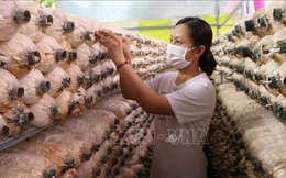 'Đổi đời' từ trồng nấm bào ngư
