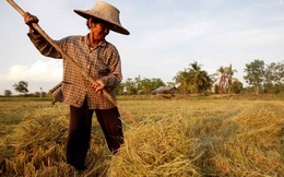 Báo Nhật: Thái Lan tìm cách vượt qua Việt Nam, lấy lại vị thế về xuất khẩu gạo
