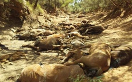 Chùm ảnh nắng nóng hãi hùng trên khắp thế giới: Tan chảy cả nhựa đường, ngựa chết cả đàn như bị thảm sát gây khiếp đảm