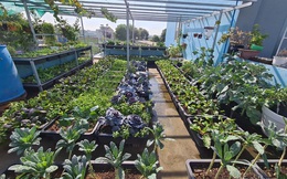 Sự quy củ đến bất ngờ của khu vườn sân thượng với trăm loại rau sạch xanh mát ở Bình Dương