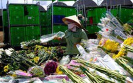 Hàng vạn cành hoa Đà Lạt không xuất khẩu được phải đổ bỏ, Bộ Nông nghiệp nói gì?