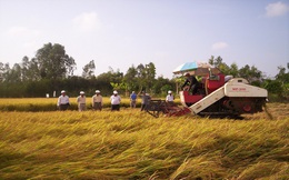Nghẽn đầu ra, nông dân sẽ bị “đè” giá lúa