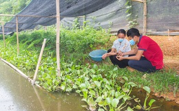 Thu tiền tỷ mỗi năm nhờ nuôi loài... "siêu đẻ", chỉ ăn bèo tấm, rau xanh