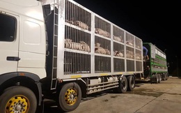 Hàng nghìn con lợn, gà vào TP HCM bị 'tắc' do quy định hạn chế ra đường sau 18h