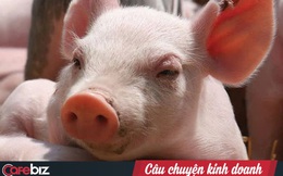 Không chỉ là cứu cánh của bầu Đức, chăn nuôi heo còn là "cần câu cơm" của hàng loạt doanh nghiệp lớn như C.P, Masan, Hoà Phát…