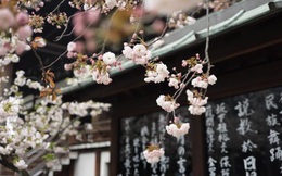 Triết lý sống đơn giản của người Nhật: "Luôn đổ đầy bát trước khi trả lại" và bài học tu dưỡng bản thân, mở rộng đường đời mà ai cũng nên học tập