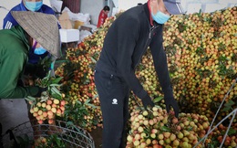Bắc Giang thắng lớn vụ vải thiều năm 2021