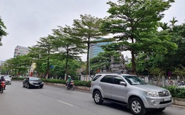 Bắt Tổng Giám đốc Cty Cây xanh Hà Nội vì 'thổi giá' cây, gây thiệt hại 30 tỷ đồng
