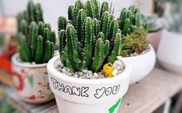 4 loại cây phong thủy giúp gia chủ xua đuổi vận đen, đón may mắn trong tháng cô hồn